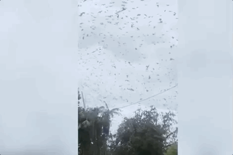 5c56f2512ca640e7b7a692d76a1689e8.gif